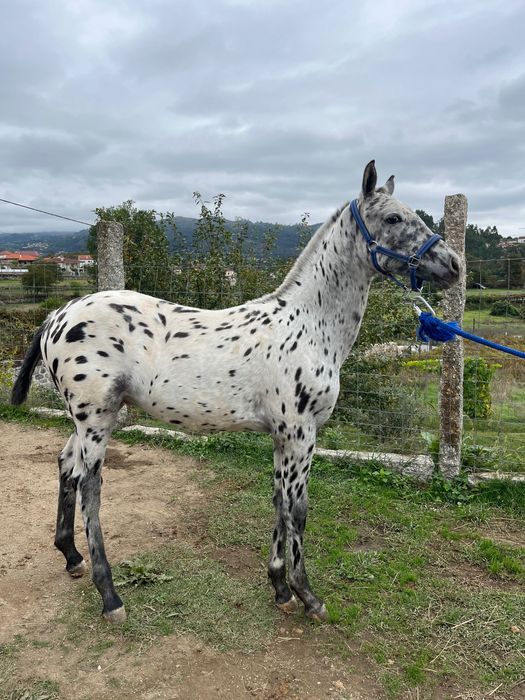 Poldro Appaloosa 6 mêses