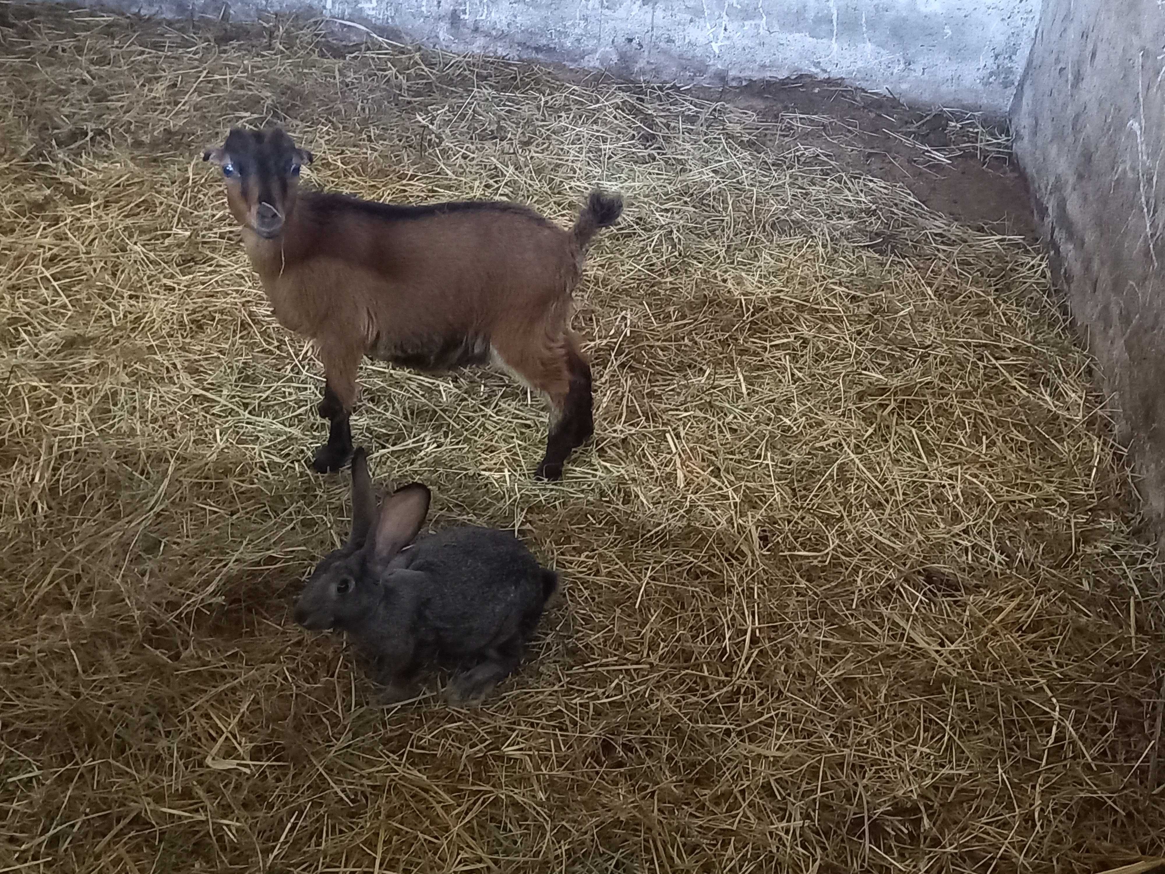 Cabrita ana e cabrito anão
