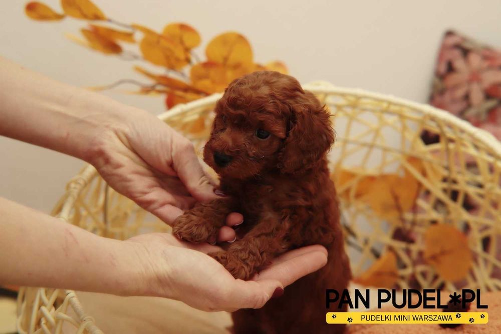 Pudel Toy/Mała Miniaturka Słodki Piesek Red Brown Ciemny Już Odbiór