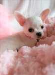 Chihuahua **Super mini**Piesek z Rodowodem. Biel-Cream.