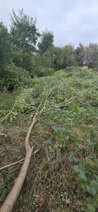 Wycinka drzew krzewów itp.