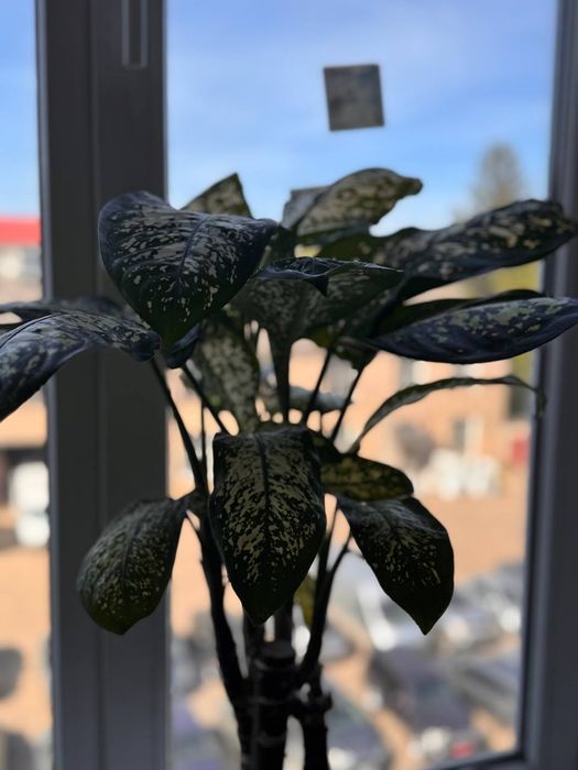 Дифенбахія (Dieffenbachia), диффенбахія кімнатна офісна рослина