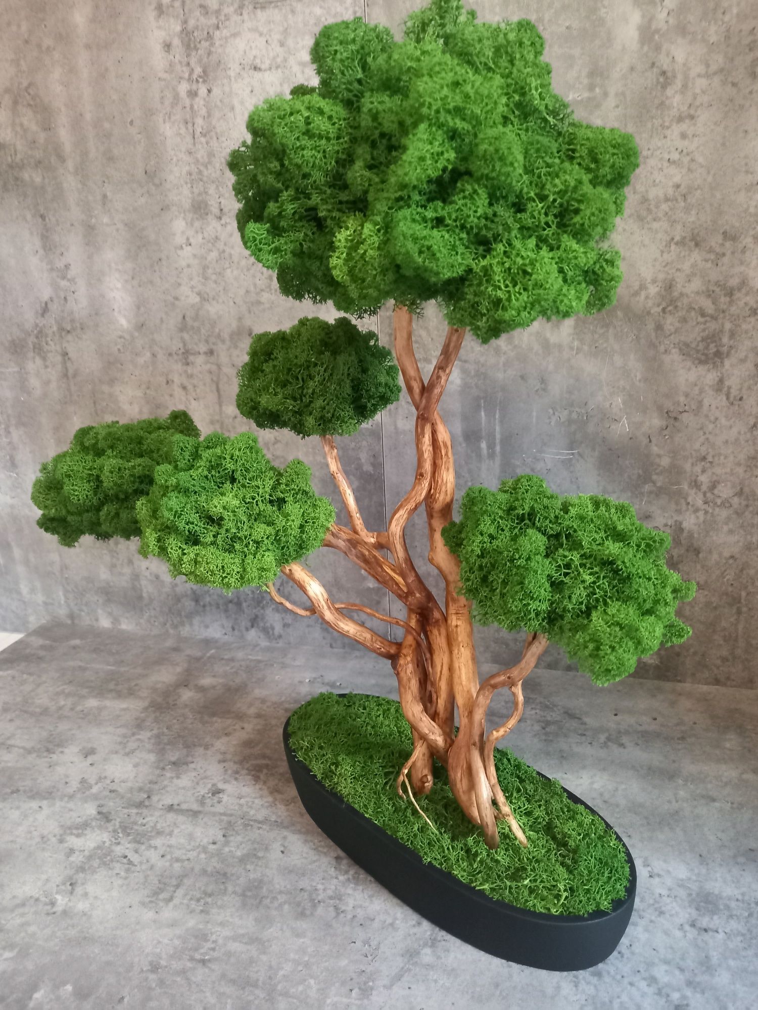 Drzewko Bonsai.50 cm.Prezent. Mech Chrobotek. Dekoracja wnętrz