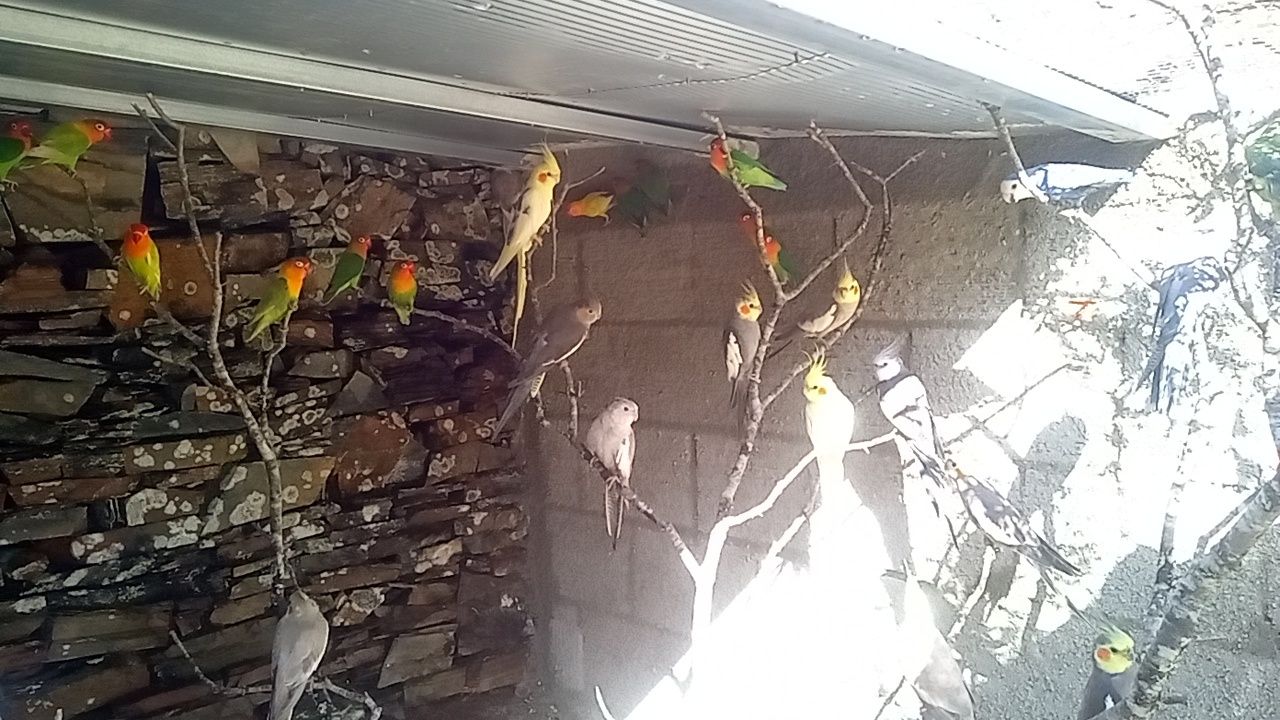 Aves piriquitos.