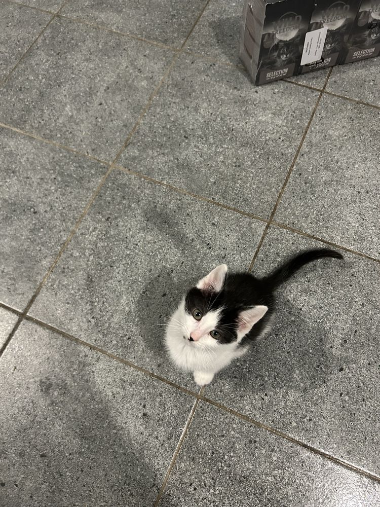 Male kotki do adopcji