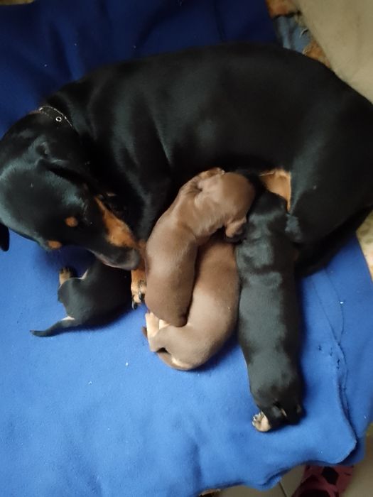 Щенки мини таксы шоколад и черные