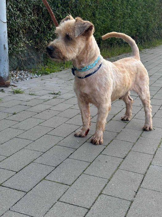 Bobi prawie york do adopcji