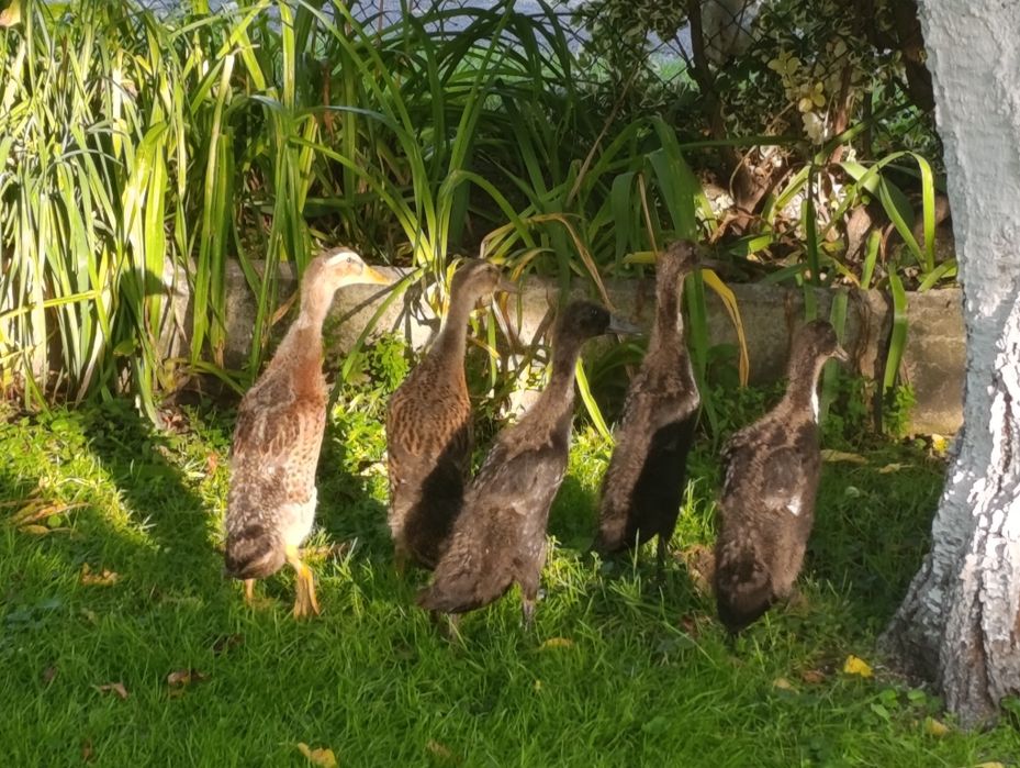 Kaczki biegus kilkumiesieczne