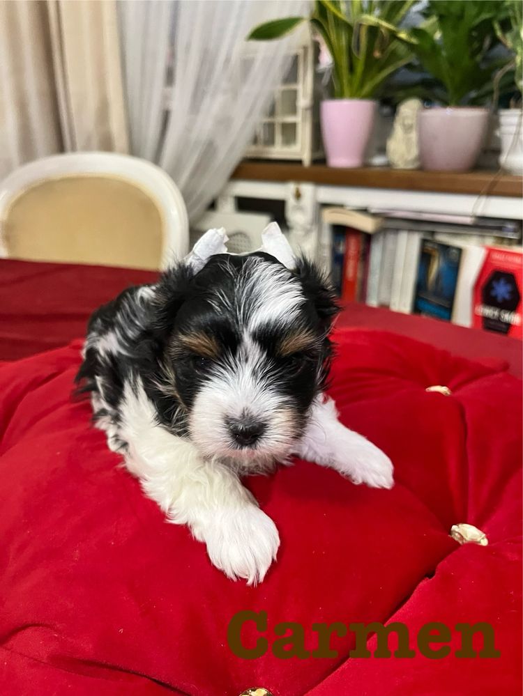 Suczka Yorkshire Terrier Biewer