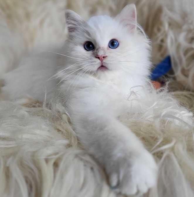 Kocurek Ragdoll rodowodem- już do odbioru