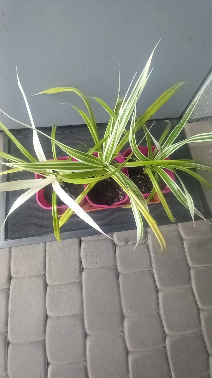 Rośliny domowe/ PANDAN/