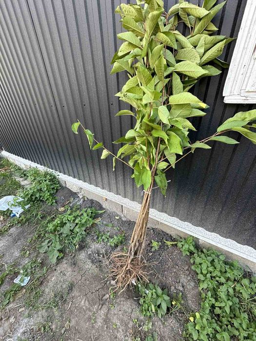 Саджанці плодових дерев, квітів та ягідних кущів