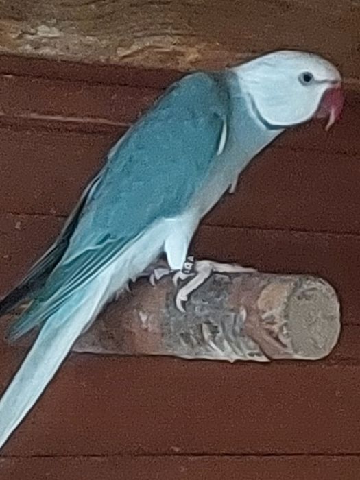 Aleksandretta samiec