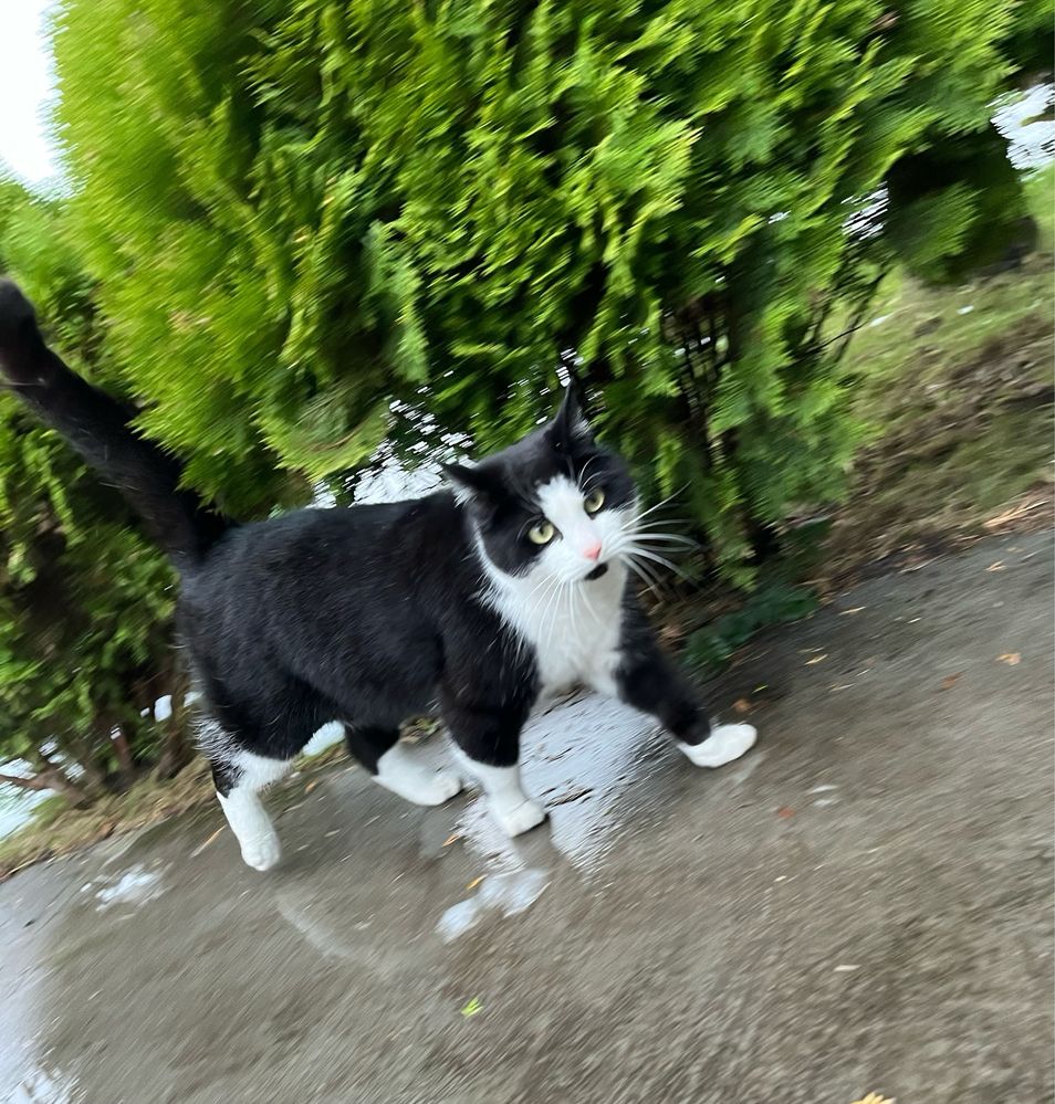 Cudowny kocurek Pupiś szuka domku