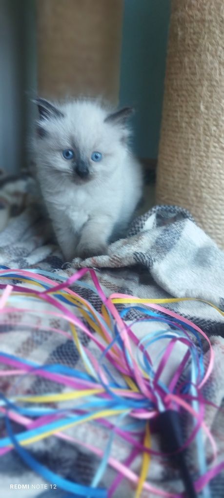 Ragdoll Kocurek Seal Point-odbior sierpień