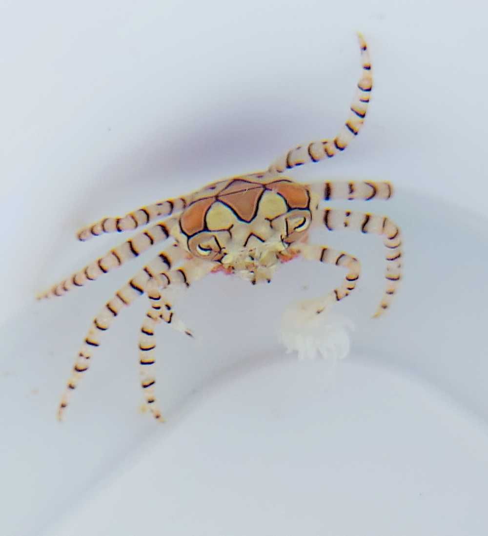 Lybia tessellata - Pom Pom Crab - Krab - akwarium morskie