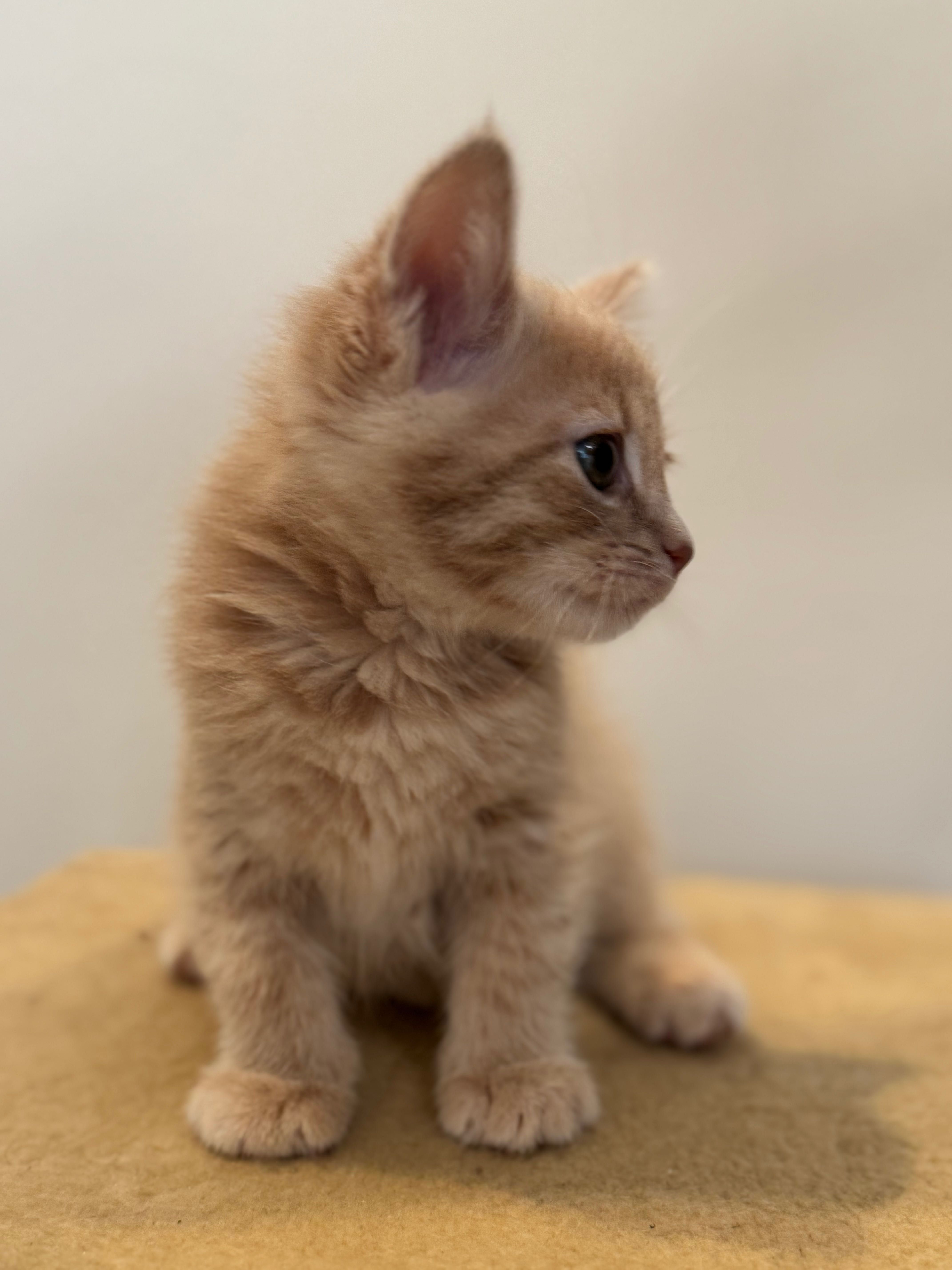 Кошенята. Безкоштовно