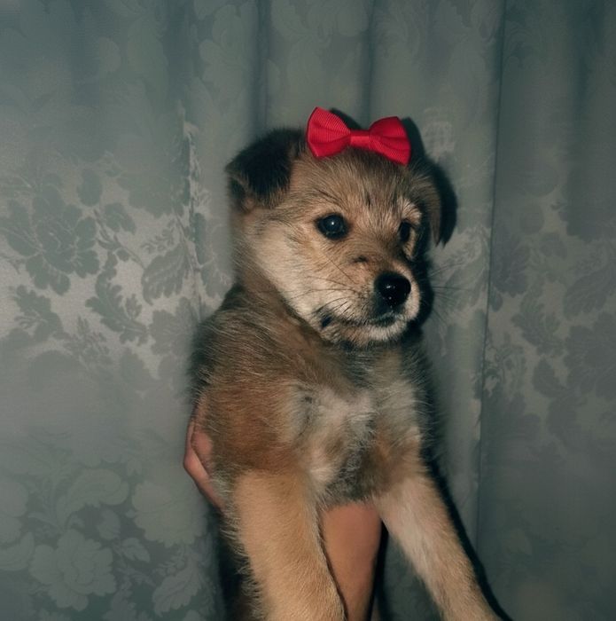 Ввідамо хорошеньке собача в хорошенькі руки)