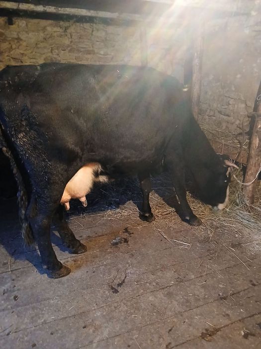 Продається корова