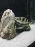 Ciclideos Astatotilapia Latifasciata