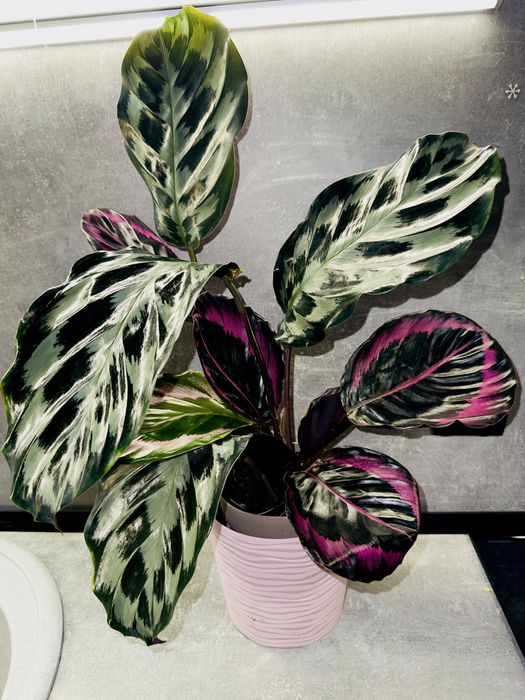 Калатея Kennedi Surpstar