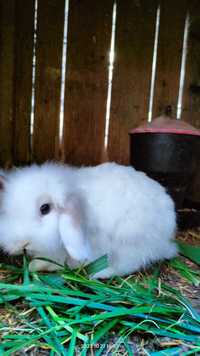 Króliki  mini lop