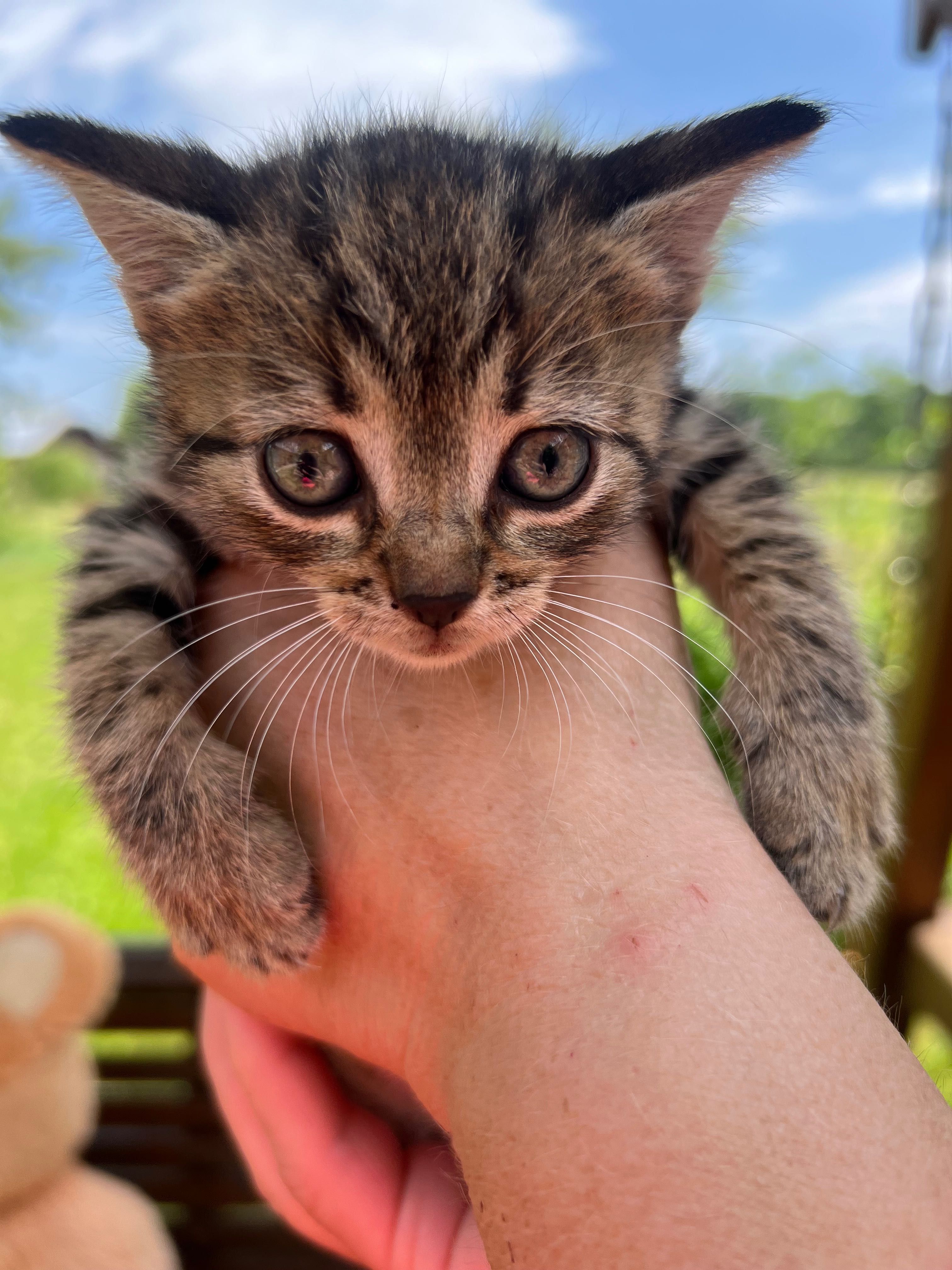 Котики Стрий Безкоштовно!!!