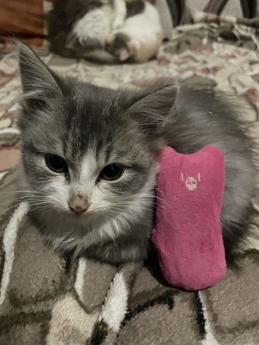 В добрі руки котик хлопчик