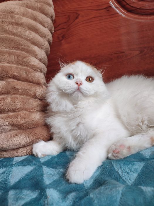 Шотландський котик з різними очима.