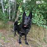Owczarek niemiecki mix, sunia, przyjazna Holly adopcja za darmo oddam
