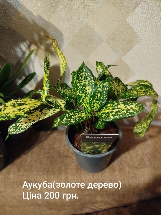 Драцена.Кротони маммі.Фіалка.Стреліция Регіна.Замік Равен.Спатік даймо