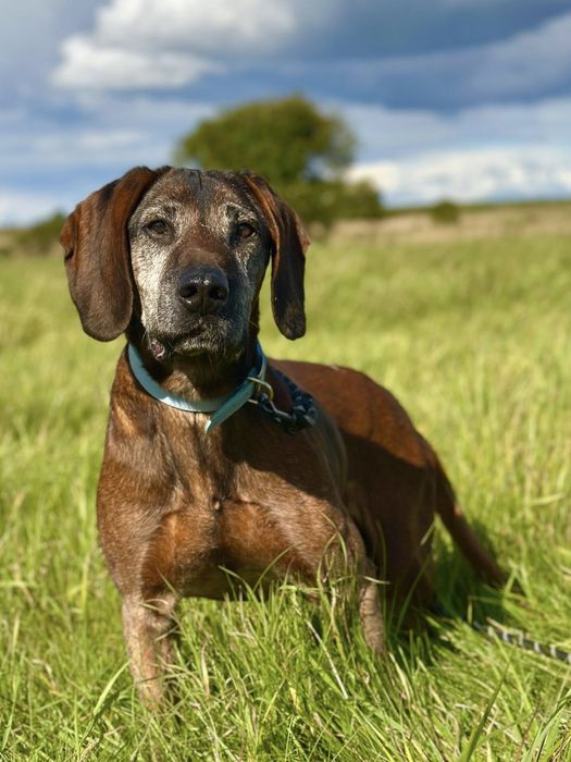 Trio, senior posokowiec bardzo źle znosi Schronisko