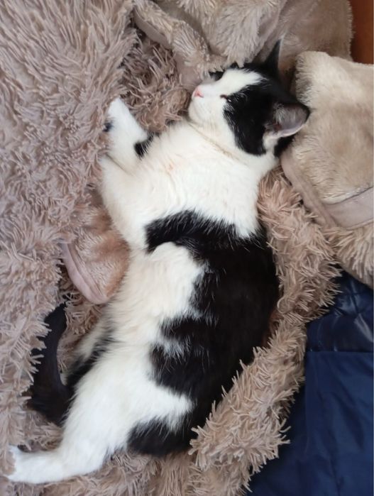 Шукаємо сімʼю котику