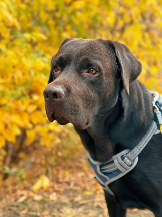 Шоколадный лабрадор, племенной кобель,вязка,развязан,КСУ