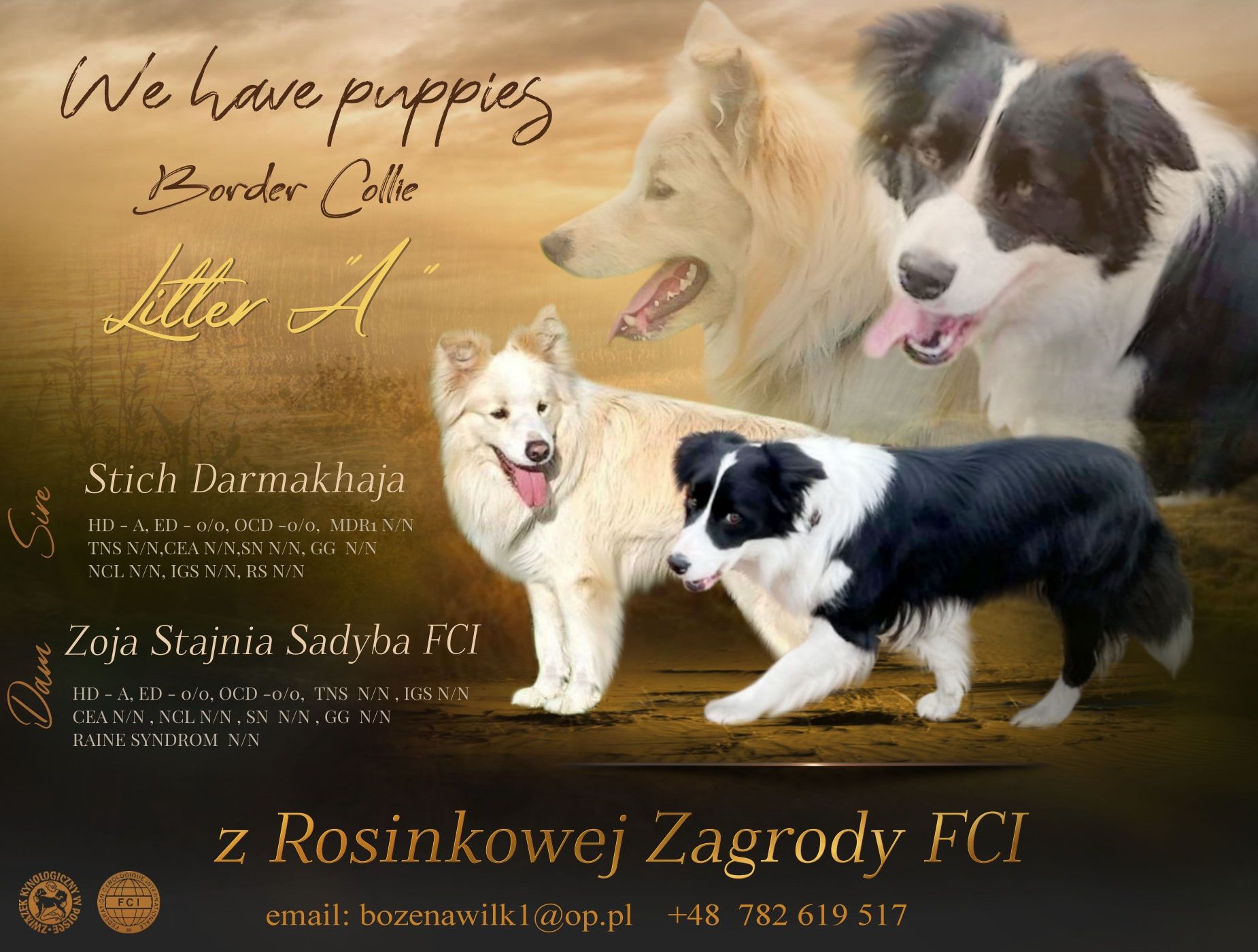 Zapowiedź miot Border Collie ZKwP FCI