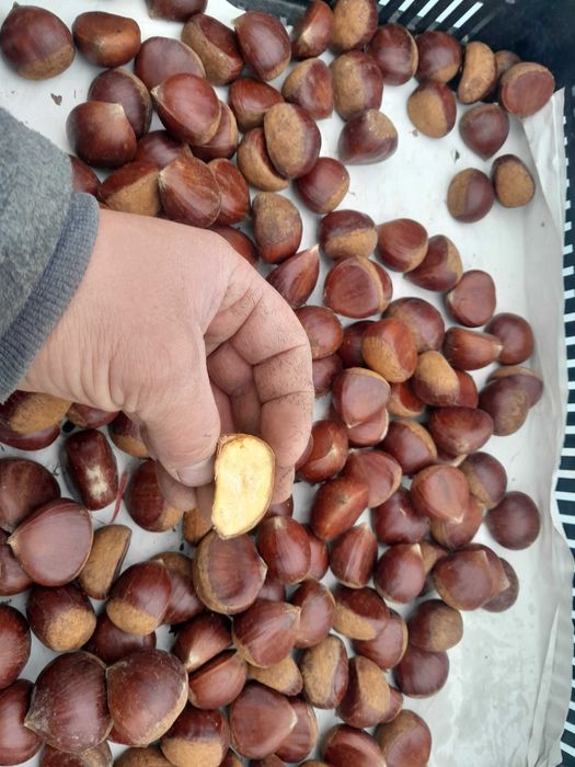 Kasztany jadalne kasztan jadalny