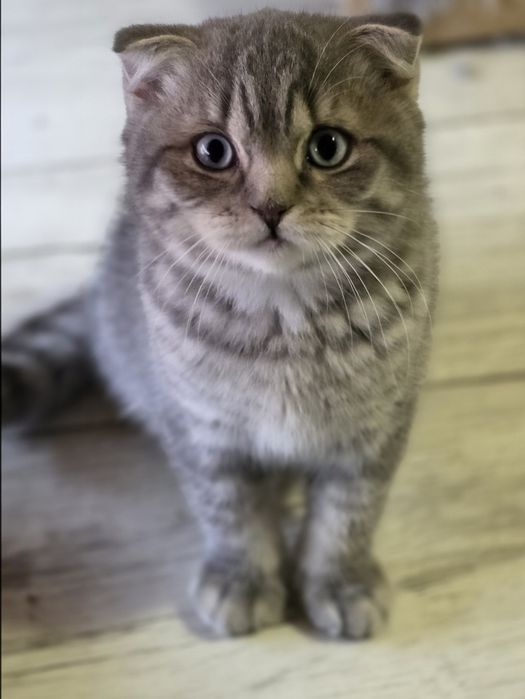 Kocur szkocki Kot kocięta z rodowodem do odbioru 

OGŁOSZ