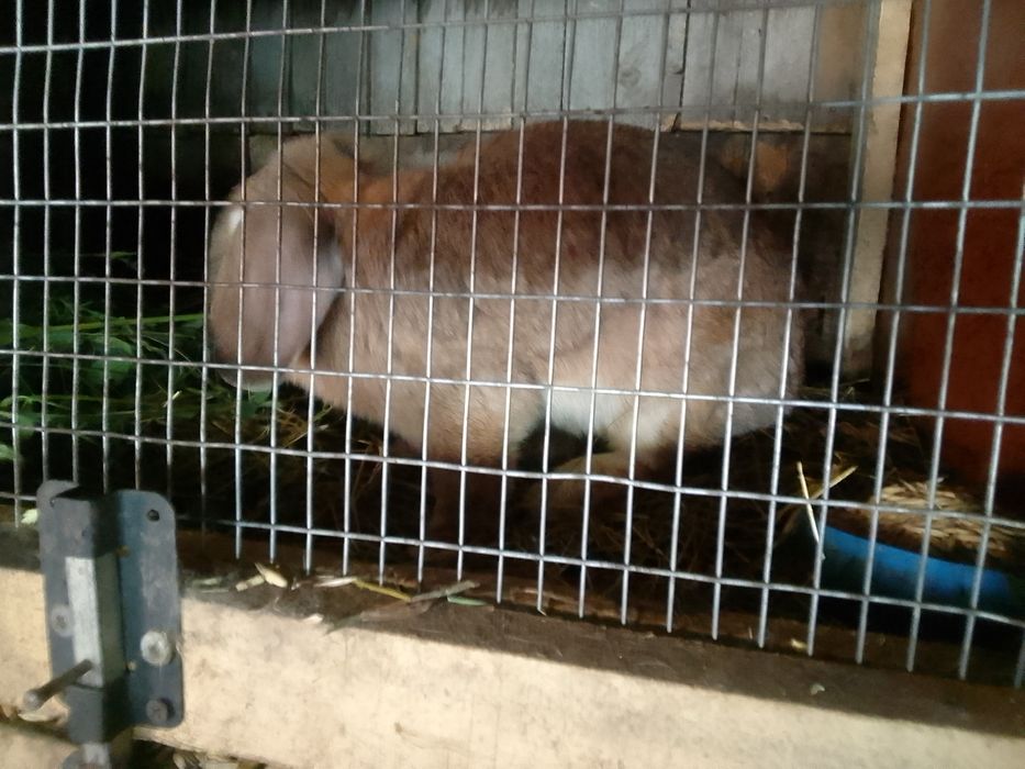 Продам кроликів різного віку