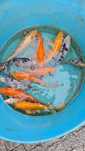 Carpas koi 12 a 22 cm