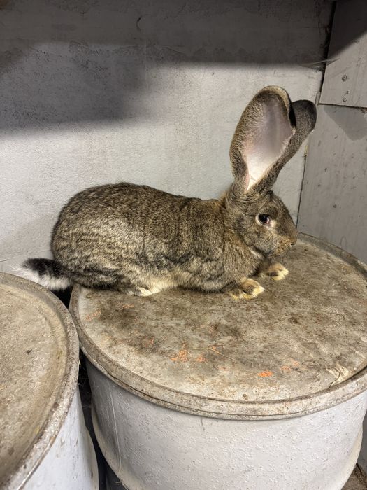 Olbrzym belgijski szary samce 2 sztuki 5.2kg
