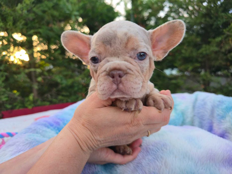 Buldogue Francês isabella merle top