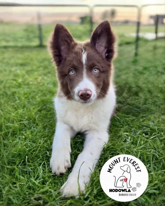 3 miesieczny szczeniak Border Collie