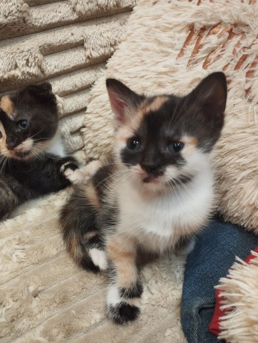 Кішечки БЕЗКОШТОВНО! В добрі руки)