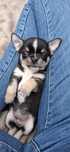 Chihuahua ZkwP/FCI
