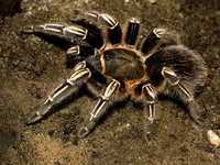 Паук Aphonopelma seemanni
L 8 самка

Зебровый птицеед (Aphonopelma see