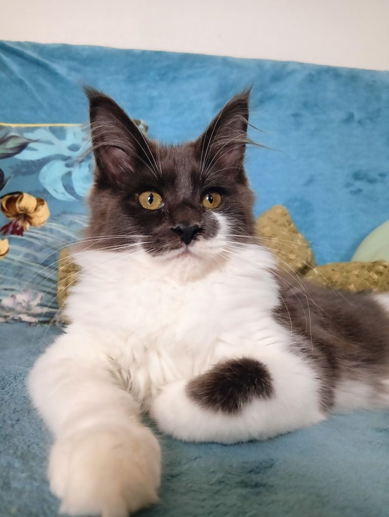 Maine coon dostojna koteczka niebieski solid z białym rodowód FPL