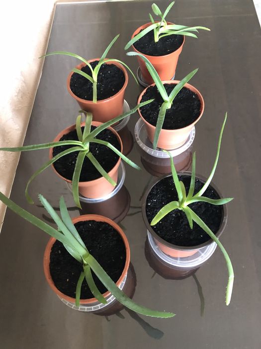 Алоє - кімнатна рослина.