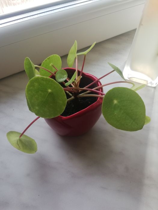 Kwiatek domowy pilea