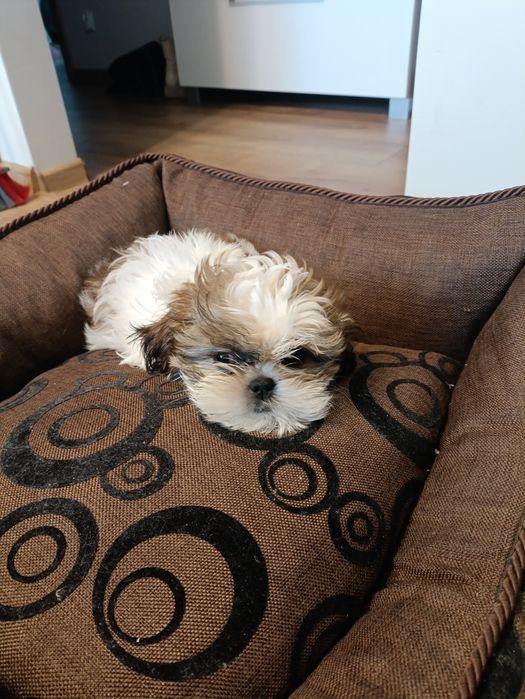 Sprzedam szczeniaka shih tzu, 2,5 miesiąca, po pierwszym szczepieniu.