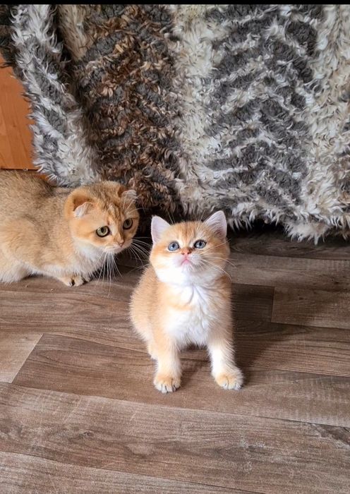 Золотая шиншилла Девочка и Мальчик